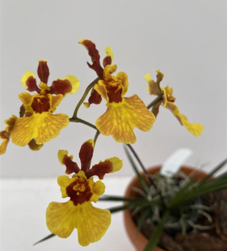 Tolumnia Jairak Flyer 'Goldmine'