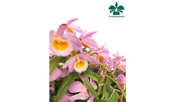 Gartencenter Rehner