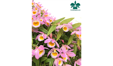 Gartencenter Rehner