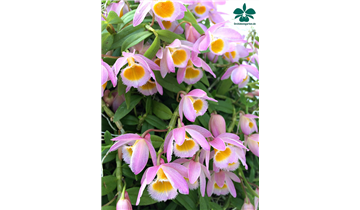 Gartencenter Rehner
