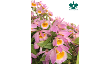 Gartencenter Rehner