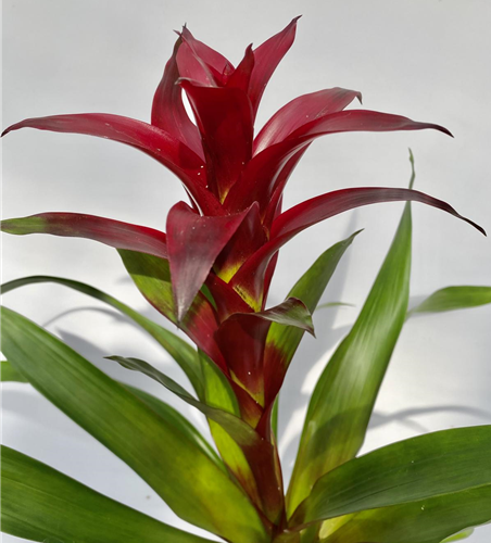 Guzmania dunkel rot 