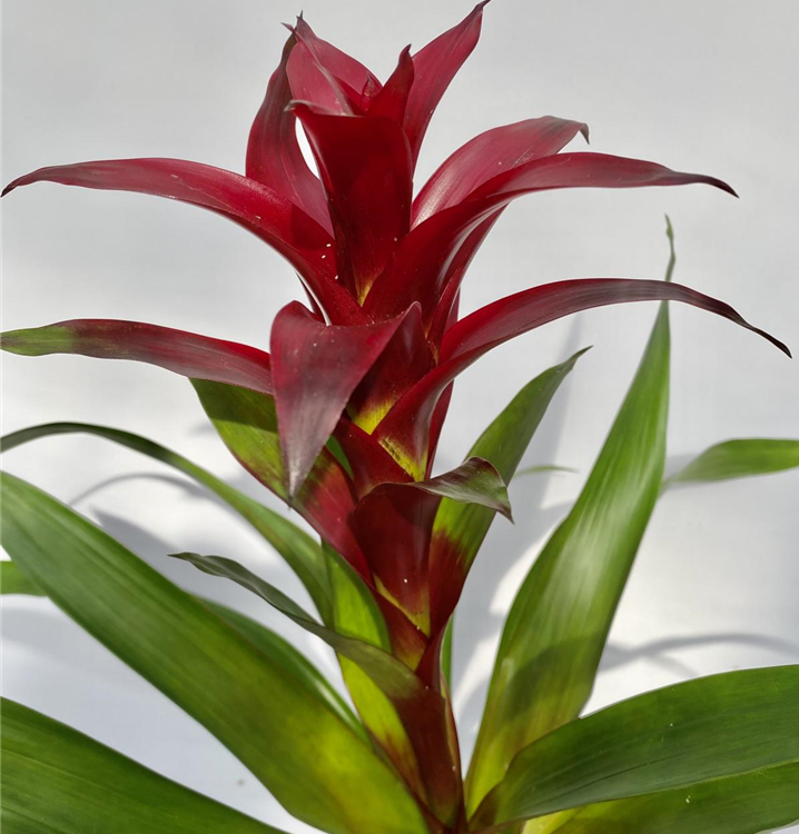 Guzmania dunkel rot 