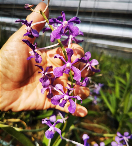 Vanda coerulescens x hindsii