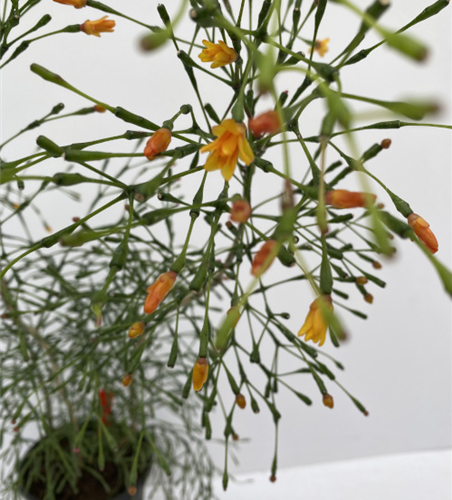 Hatiora salnicornioides