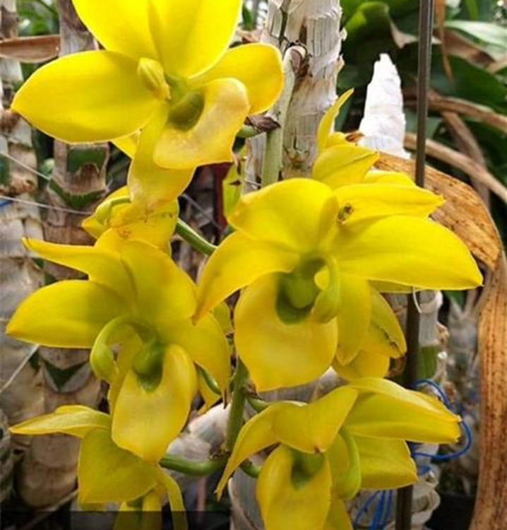 Catasetum Jumbo Puff