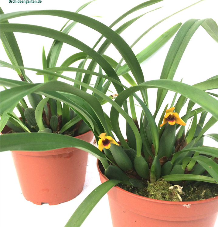 Maxillaria variabilis