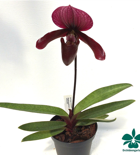 Paphiopedilum Black Jack