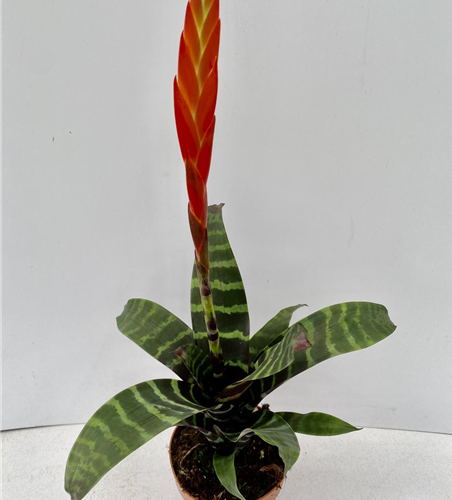 Vriesea splendens 