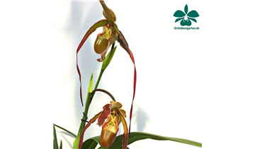 Gartencenter Rehner