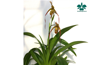 Gartencenter Rehner