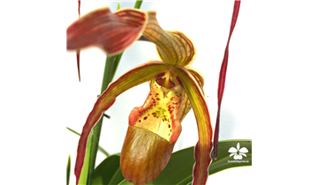 Gartencenter Rehner