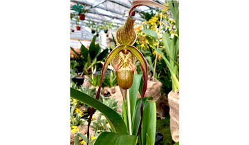 Gartencenter Rehner