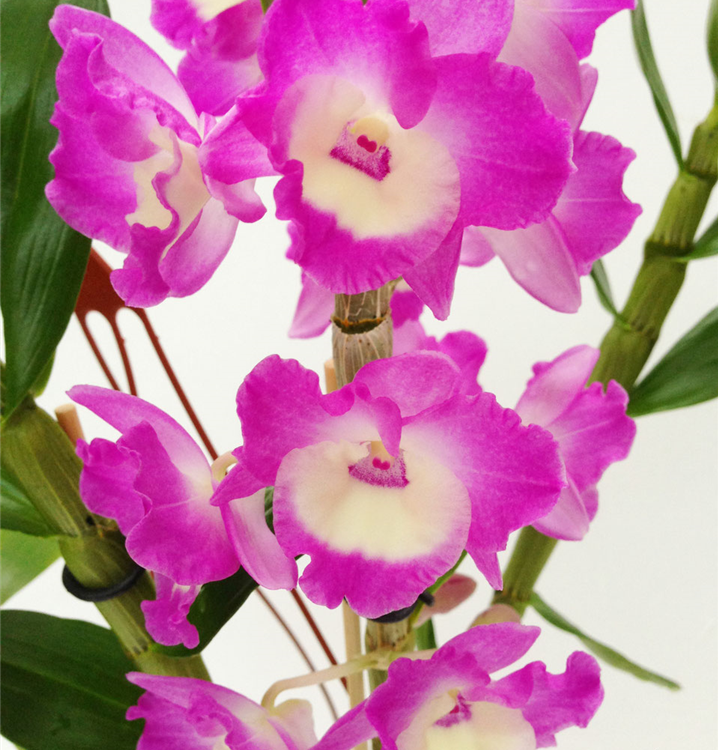 Dendrobium nobile rosa - weiß