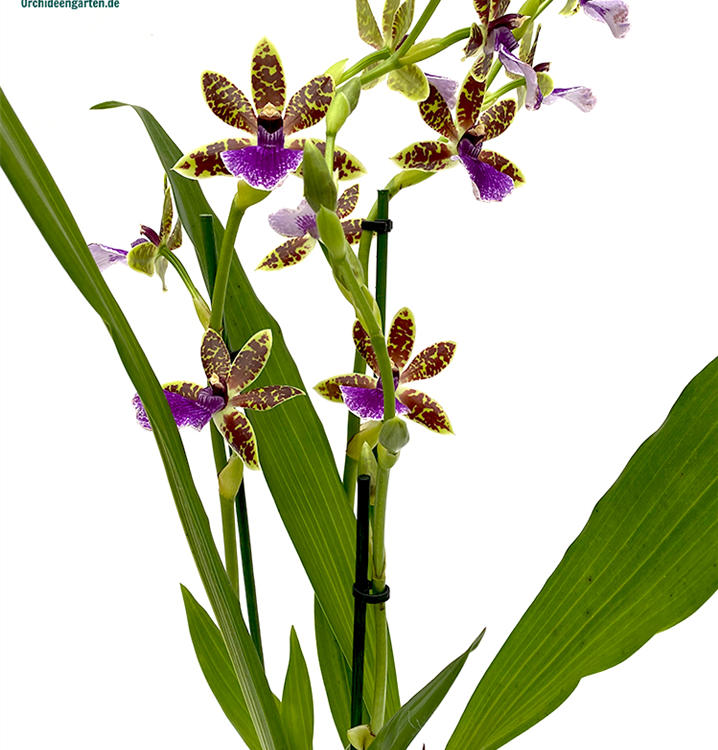 Zygopetalum Trozy Blue