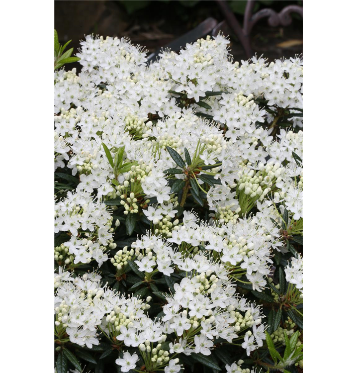 Ledum groenlandicum 'Helma'