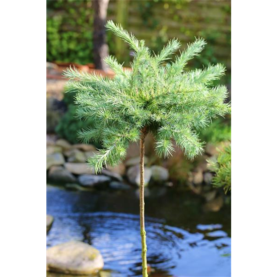 Blaue Zwerglärche 'Blue Dwarf'