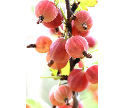 Ribes uva-crispa 'Hinnonmäki rot' CAC II