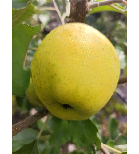 Apfel 'Ananasrenette'