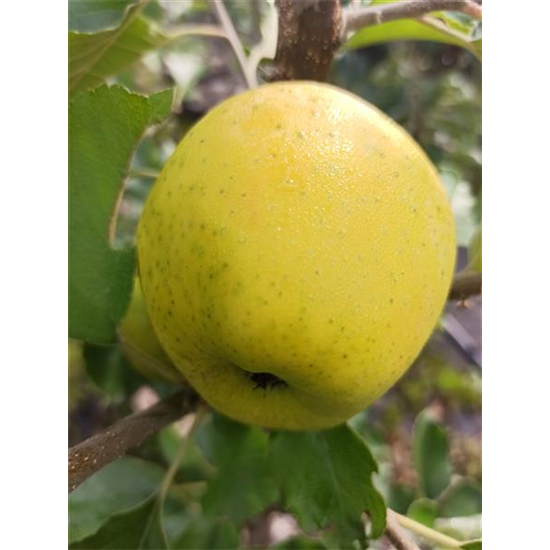 Apfel 'Ananasrenette'