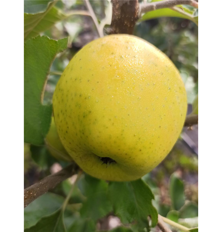 Malus domestica 'Ananasrenette'