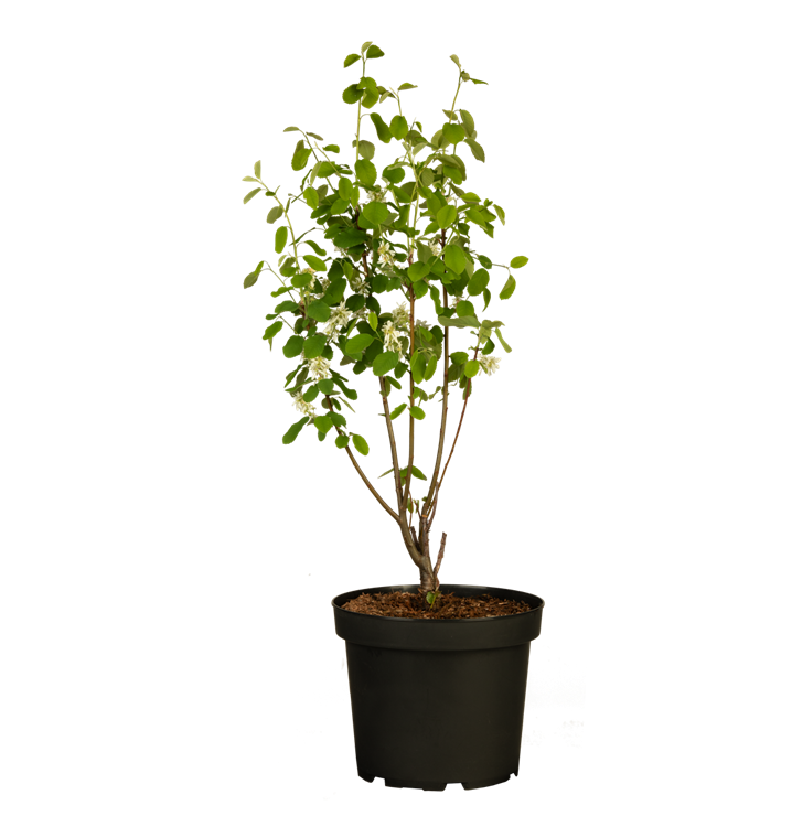 Amelanchier alnifolia 'Smoky'®