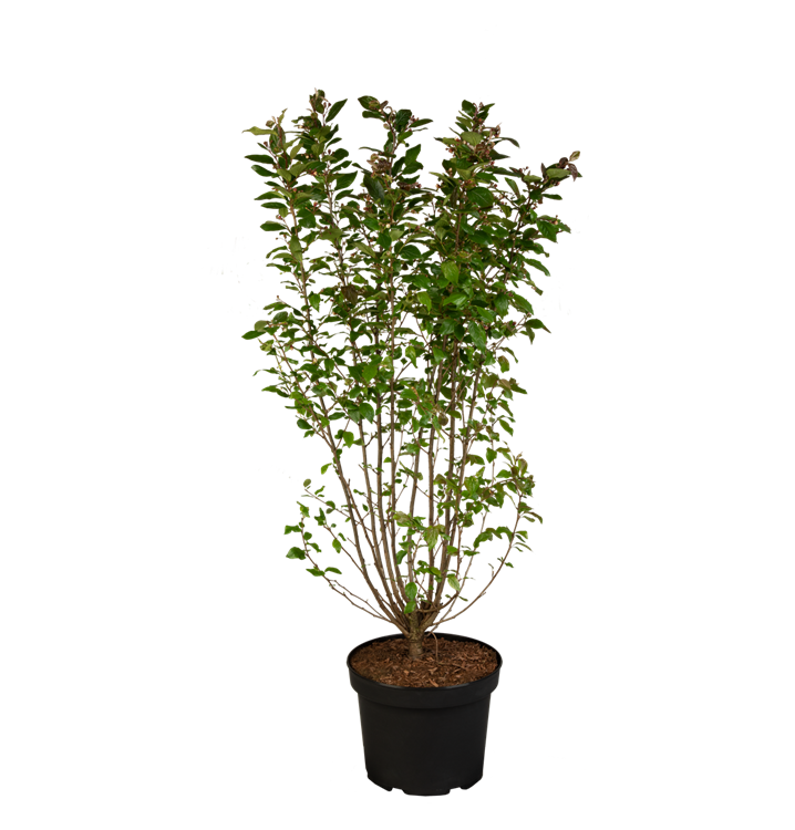 Cotoneaster lucidus