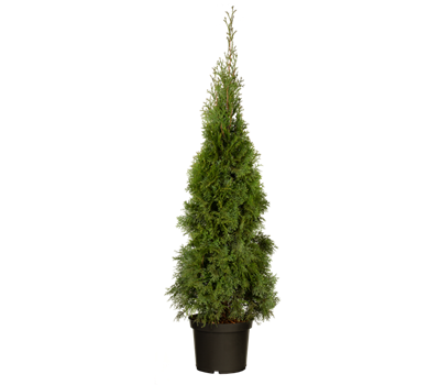 Thuja occidentalis 'Smaragd'