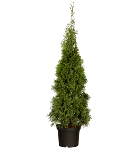 Thuja occidentalis 'Smaragd'