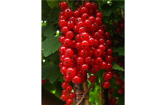 Säulenjohannisbeere 'Rolan'