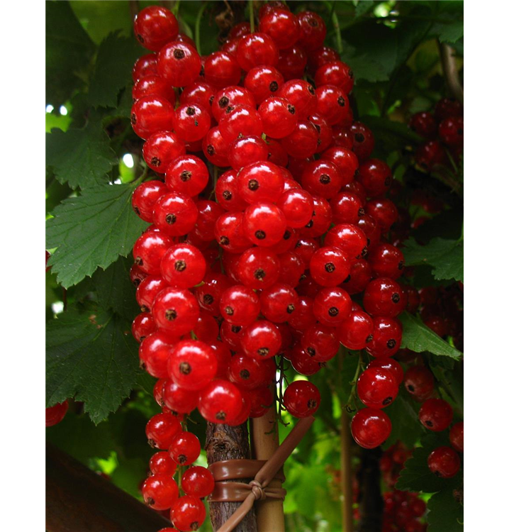 Ribes rubrum 'Rolan'