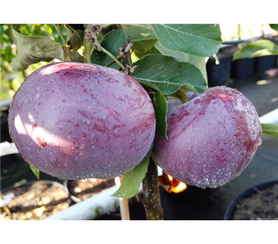 Apfel 'Blauer Kölner'