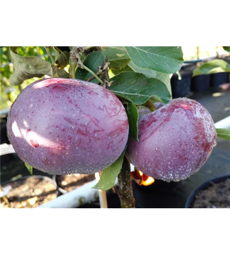 Apfel 'Blauer Kölner'