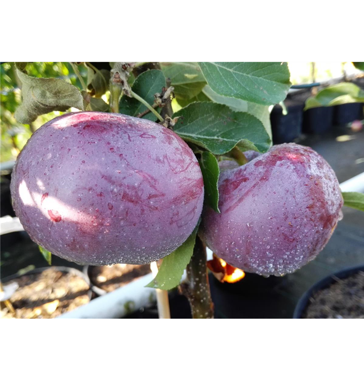 Malus 'Blauer Kölner'