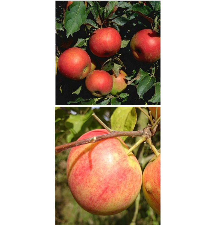 Malus domestica DUO 'Idared/Geheimrat Oldenburg'