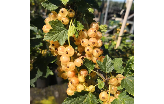 Säulenjohannisbeere 'Primus'