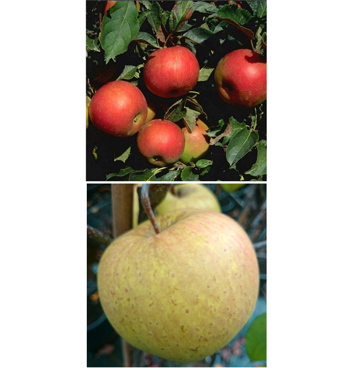 Malus domestica DUO 'Idared/Gehrers Rambur'