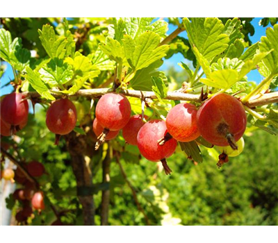 Säulenstachelbeere 'Hinnonmäki' rot