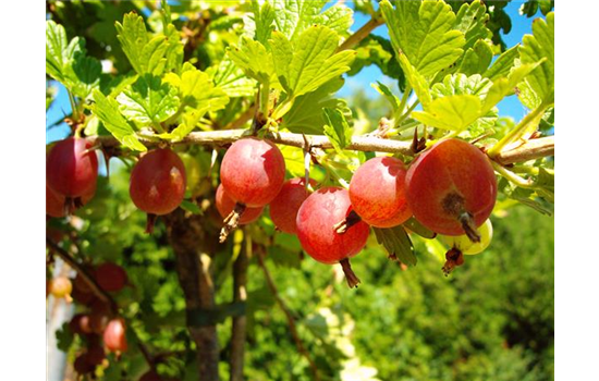 Säulenstachelbeere 'Hinnonmäki' rot