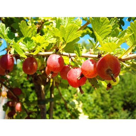Säulenstachelbeere 'Hinnonmäki' rot
