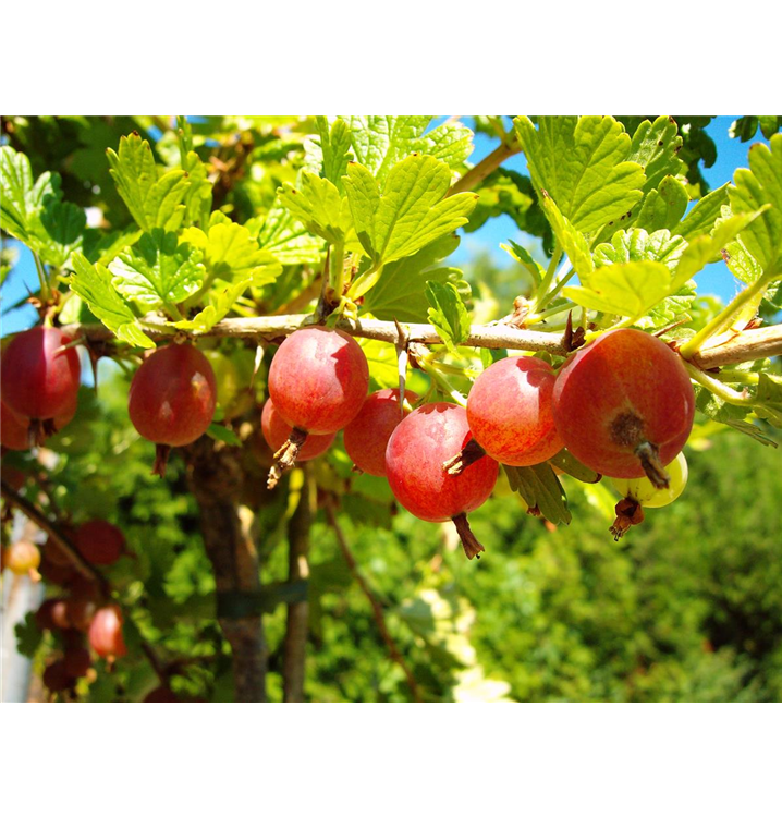 Ribes uva-crispa 'Hinnonmäki' rot