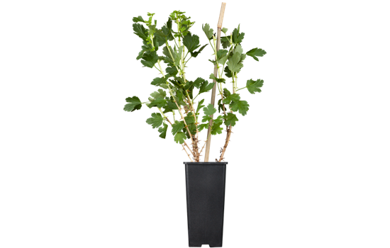 Stachelbeere 'Hinnonmäki'