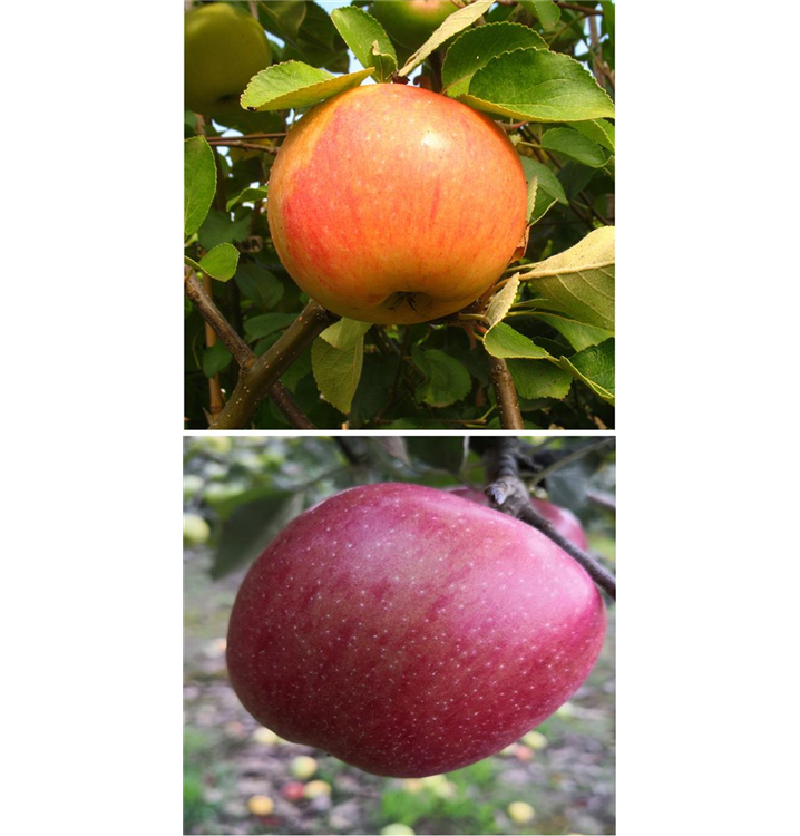 Malus domestica DUO 'James Grieve/Braeburn'