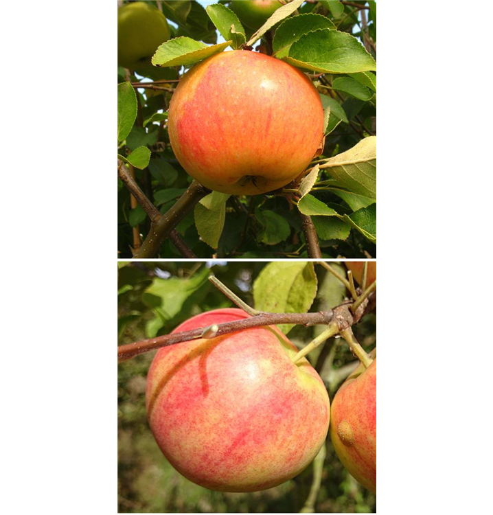 Malus domestica DUO 'James Grieve/Geheimrat Oldenburg'