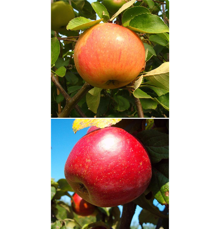 Malus domestica DUO 'James Grieve/Schöner aus Nordhausen'