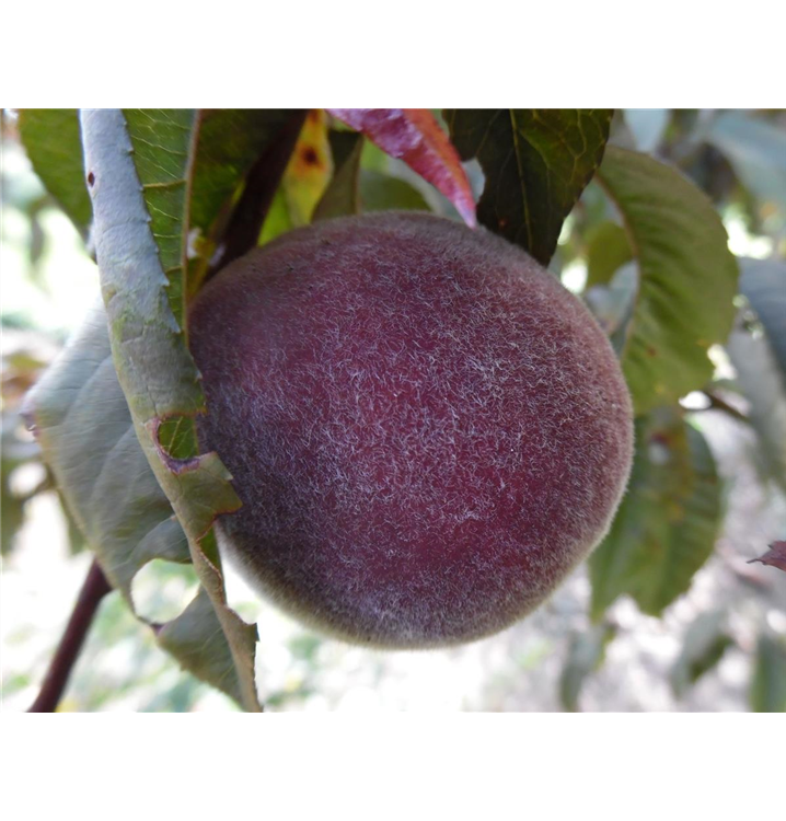 Prunus persica var. persica 'Rubira'