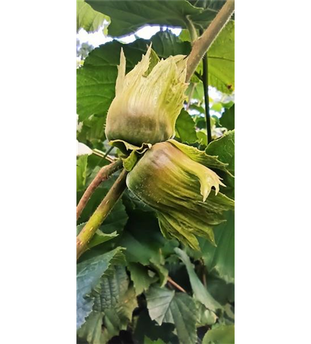 Haselnuss 'Hallesche Riesennuss'