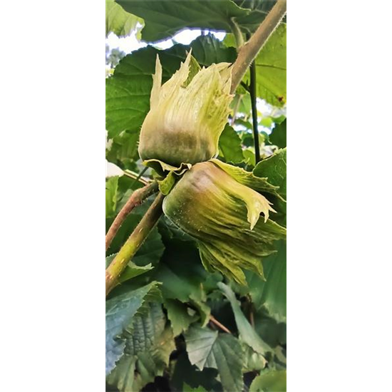 Haselnuss 'Hallesche Riesennuss'