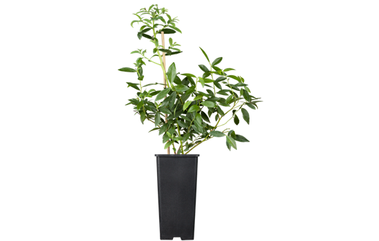 Heidelbeere 'Pink Lemonade'