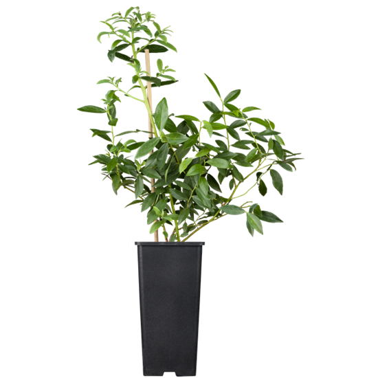 Heidelbeere 'Pink Lemonade'
